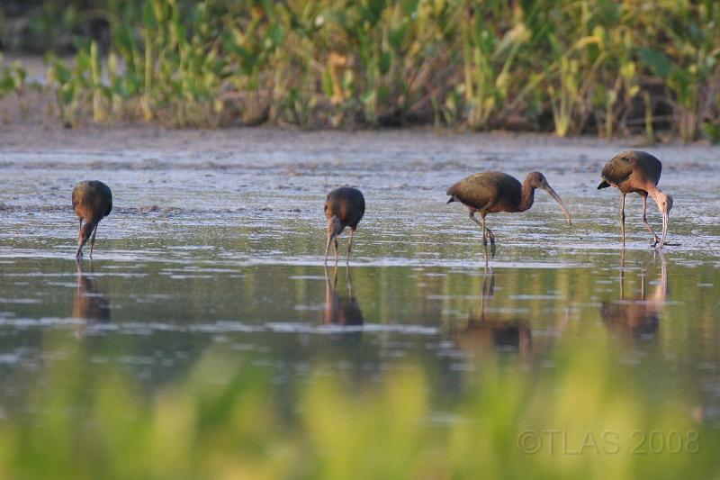White-faced Ibises 092008 251.jpg